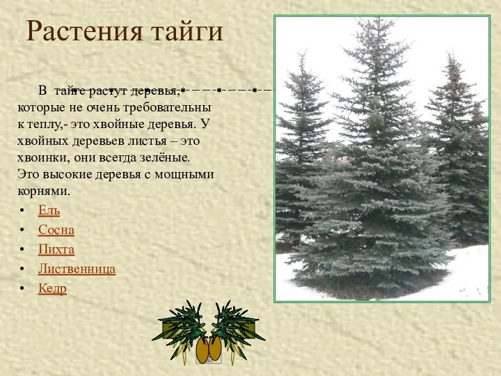 Растения тайги В тайге растут деревья, которые не очень требовательны к теплу,- это