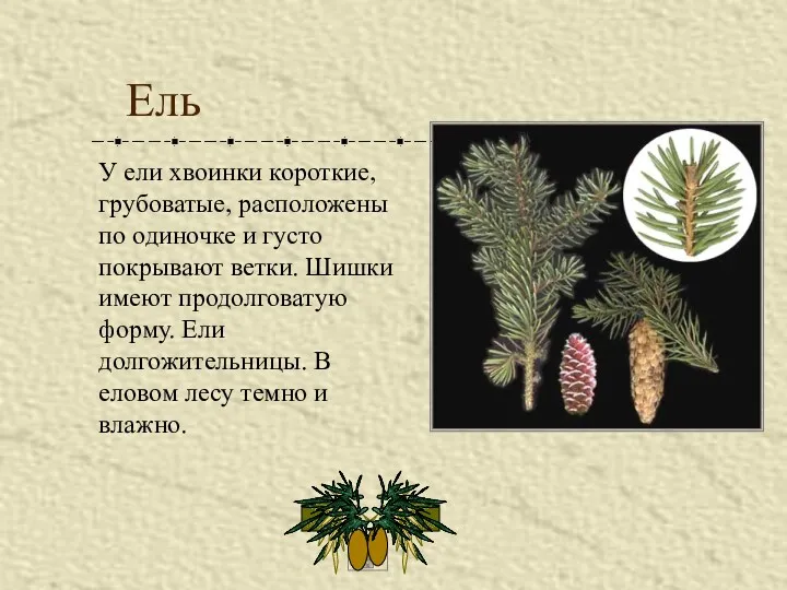 Ель У ели хвоинки короткие, грубоватые, расположены по одиночке и густо покрывают ветки.