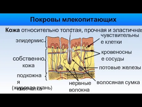 Покровы млекопитающих Кожа относительно толстая, прочная и эластичная. эпидермис собственно