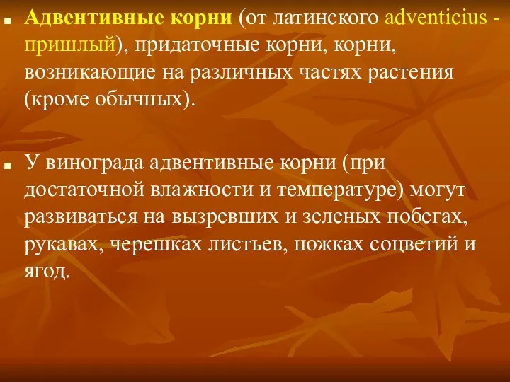 Адвентивные корни (от латинского adventicius - пришлый), придаточные корни, корни, возникающие на различных