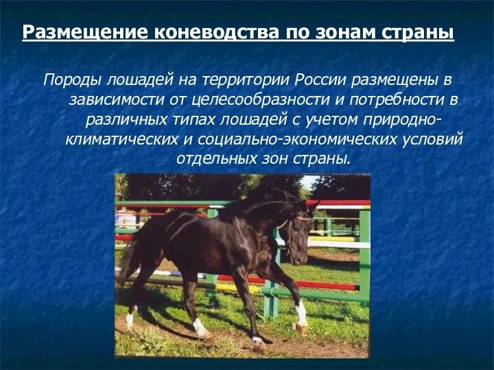 Размещение коневодства по зонам страны Породы лошадей на территории России