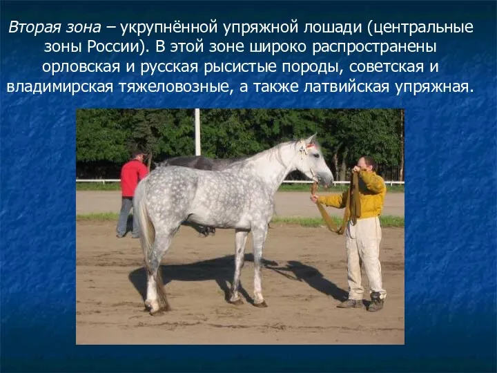 Вторая зона – укрупнённой упряжной лошади (центральные зоны России). В