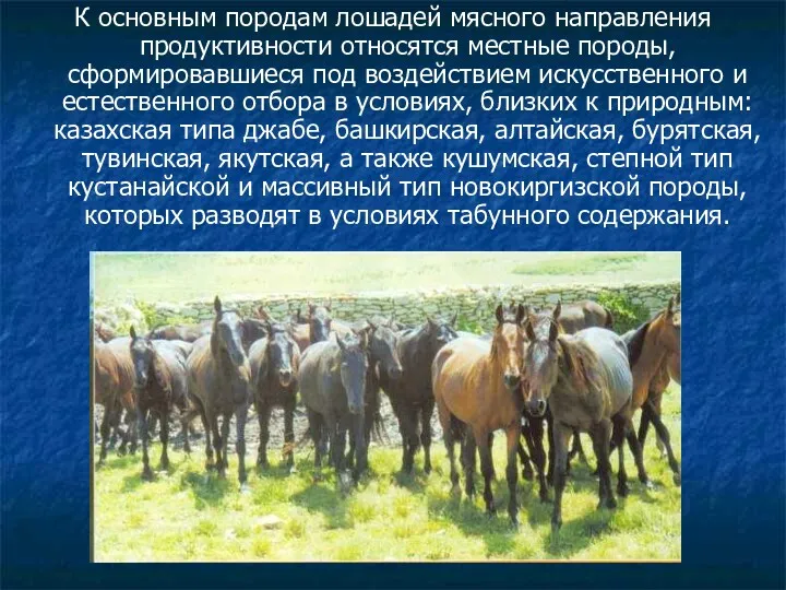 К основным породам лошадей мясного направления продуктивности относятся местные породы,