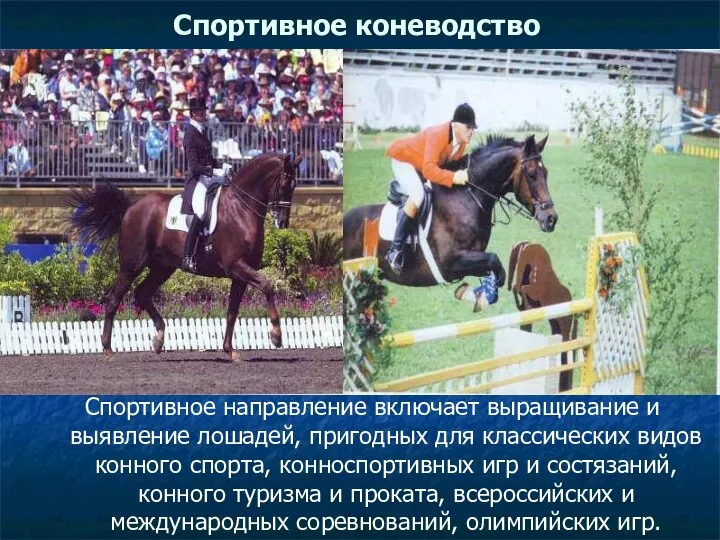 Спортивное коневодство Спортивное направление включает выращивание и выявление лошадей, пригодных