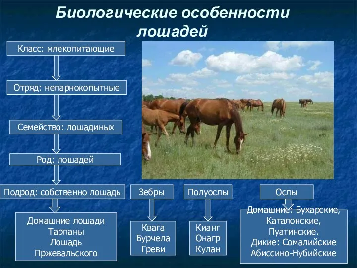 Биологические особенности лошадей Класс: млекопитающие Отряд: непарнокопытные Семейство: лошадиных Род: