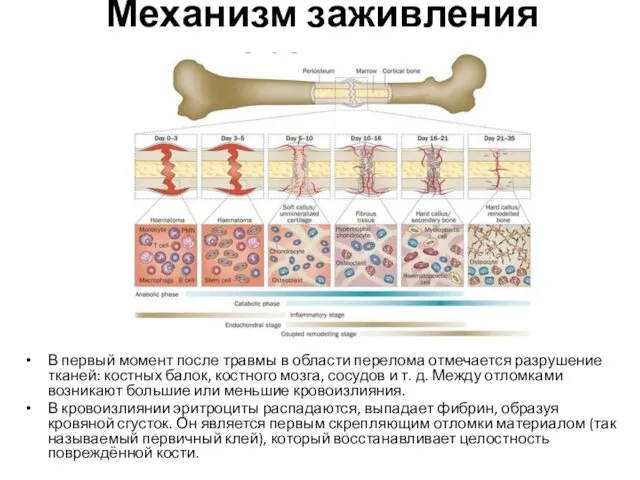 Механизм заживления переломов В первый момент после травмы в области