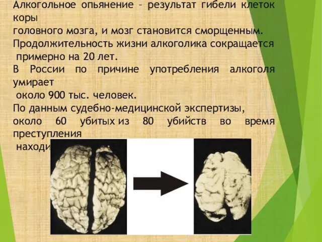 Алкогольное опьянение – результат гибели клеток коры головного мозга, и