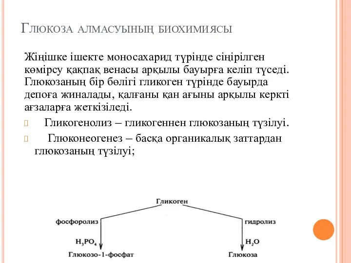 Глюкоза алмасуының биохимиясы Жіңішке ішекте моносахарид түрінде сіңірілген көмірсу қақпақ