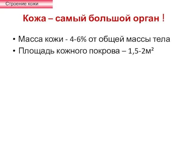 Кожа – самый большой орган ! Масса кожи - 4-6%