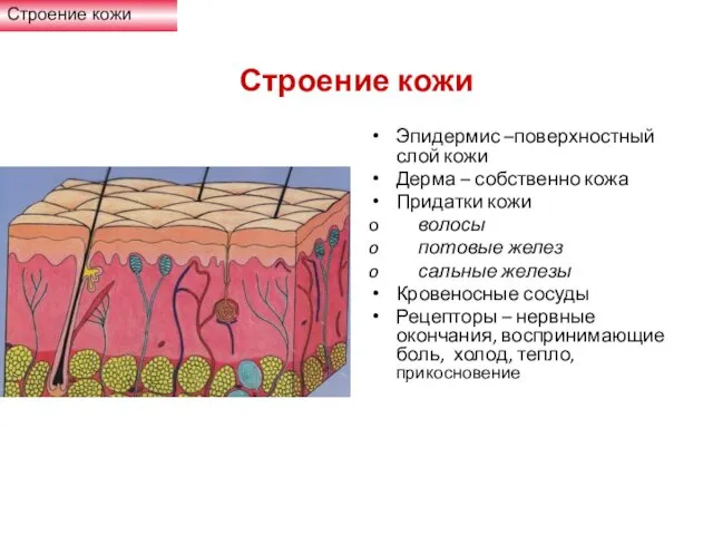 Строение кожи Эпидермис –поверхностный слой кожи Дерма – собственно кожа