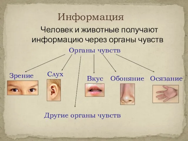 Человек и животные получают информацию через органы чувств Органы чувств