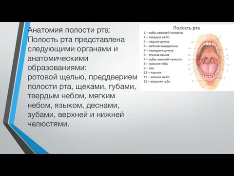 Анатомия полости рта: Полость рта представлена следующими органами и анатомическими