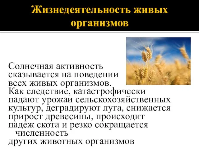 Жизнедеятельность живых организмов Солнечная активность сказывается на поведении всех живых