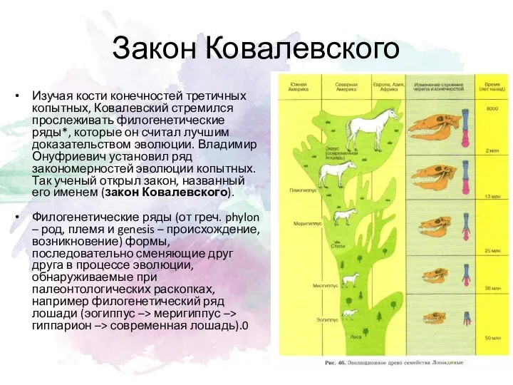 Закон Ковалевского Изучая кости конечностей третичных копытных, Ковалевский стремился прослеживать