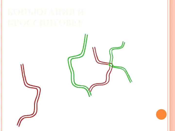 КОНЬЮГАЦИЯ И КРОССИНГОВЕР