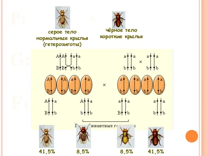 Р: G: F1: Х серое тело нормальные крылья (гетерозиготы) чёрное