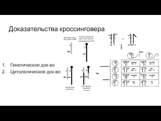 Доказательства кроссинговера Генетическое док-во Цитологическое док-во