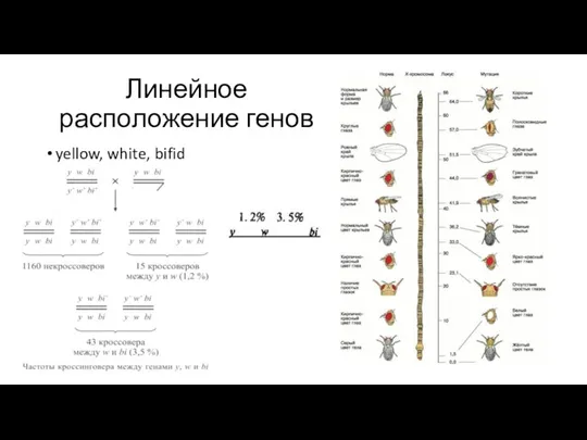 Линейное расположение генов yellow, white, bifid