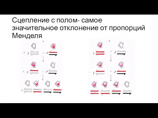 Сцепление с полом- самое значительное отклонение от пропорций Менделя