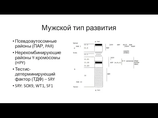 Мужской тип развития Псевдоаутосомные районы (ПАР, PAR) Нерекомбинирующие районы Y-хромосомы