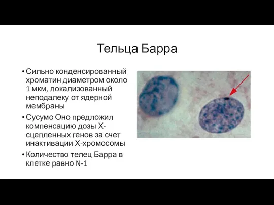 Тельца Барра Сильно конденсированный хроматин диаметром около 1 мкм, локализованный