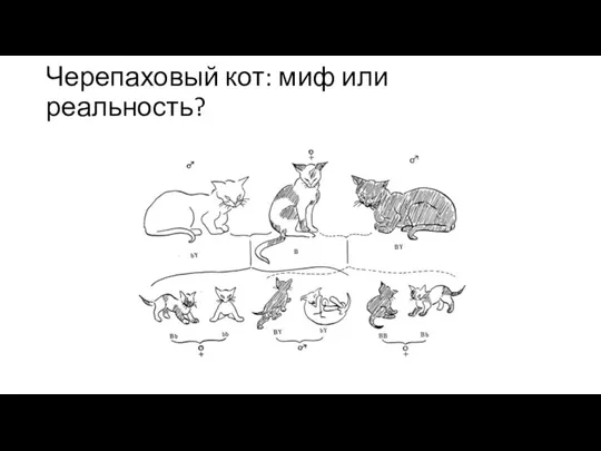 Черепаховый кот: миф или реальность?