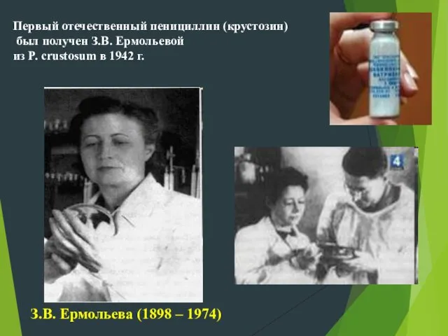 Первый отечественный пенициллин (крустозин) был получен З.В. Ермольевой из P.