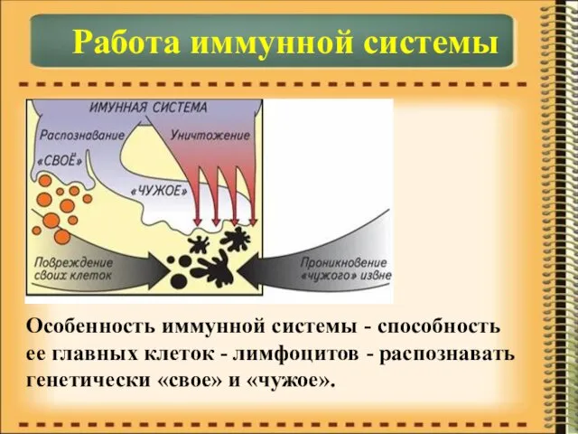 Работа иммунной системы Особенность иммунной системы - способность ее главных