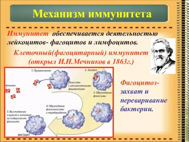 Иммунитет обеспечивается деятельностью лейкоцитов- фагоцитов и лимфоцитов. Механизм иммунитета Клеточный(фагоцитарный)