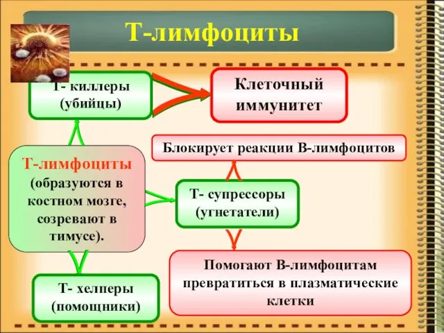 Т-лимфоциты Т-лимфоциты (образуются в костном мозге, созревают в тимусе). Т-