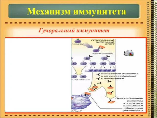 Механизм иммунитета Гуморальный иммунитет