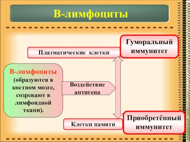 В-лимфоциты В-лимфоциты (образуются в костном мозге, созревают в лимфоидной ткани).