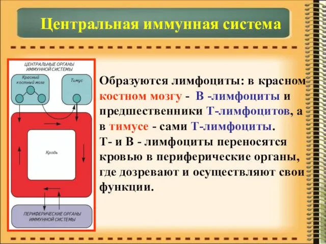 Центральная иммунная система Образуются лимфоциты: в красном костном мозгу -