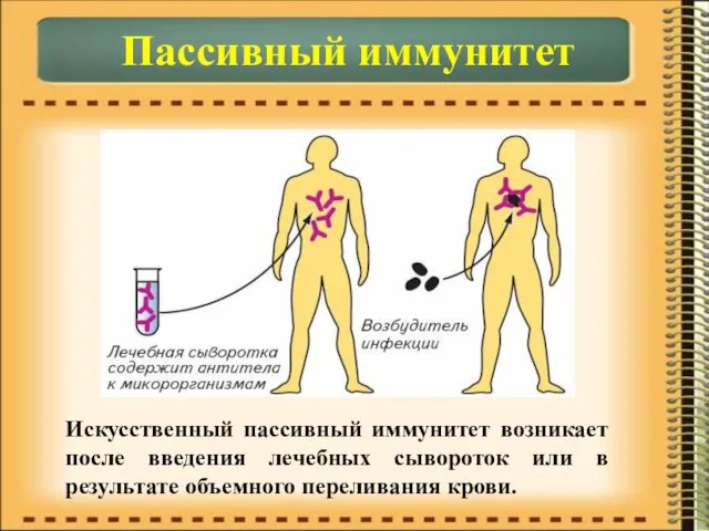 Пассивный иммунитет Искусственный пассивный иммунитет возникает после введения лечебных сывороток или в результате объемного переливания крови.