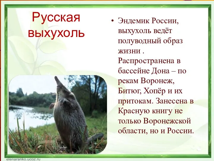 Русская выхухоль Эндемик России, выхухоль ведёт полуводный образ жизни . Распространена в бассейне