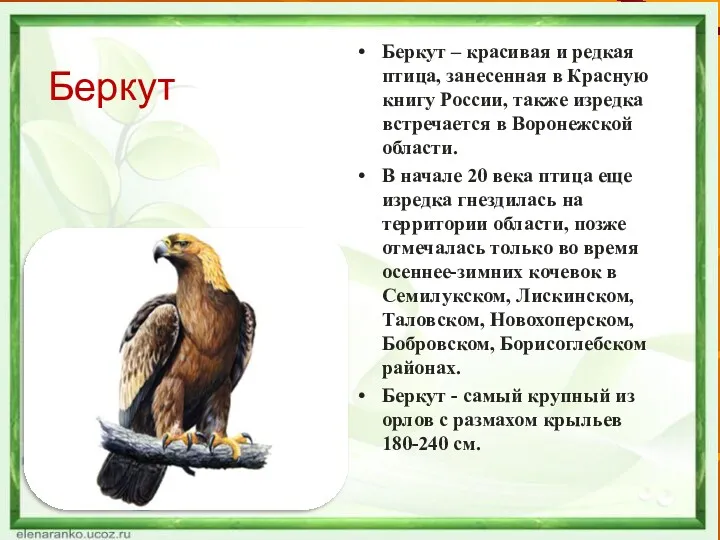Беркут Беркут – красивая и редкая птица, занесенная в Красную книгу России, также