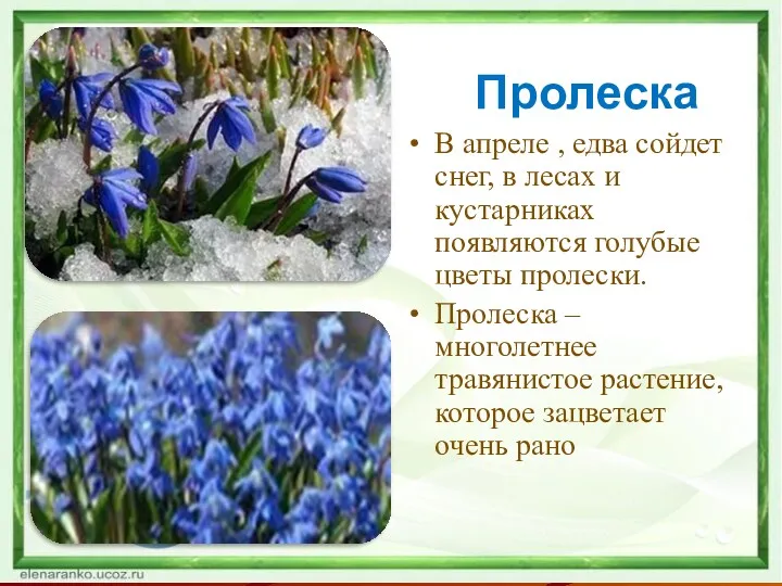 Пролеска В апреле , едва сойдет снег, в лесах и кустарниках появляются голубые