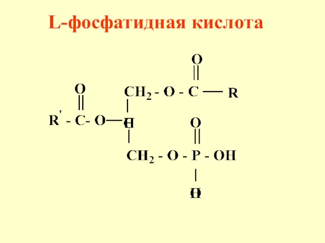 L-фосфатидная кислота
