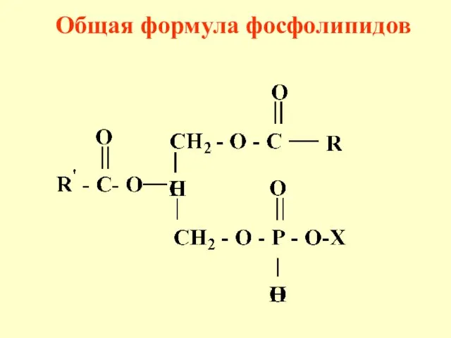 Общая формула фосфолипидов