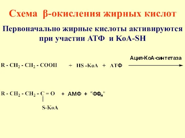 Схема β-окисления жирных кислот Первоначально жирные кислоты активируются при участии АТФ и KoA-SH