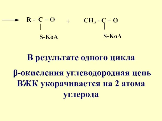 В результате одного цикла β-окисления углеводородная цепь ВЖК укорачивается на 2 атома углерода