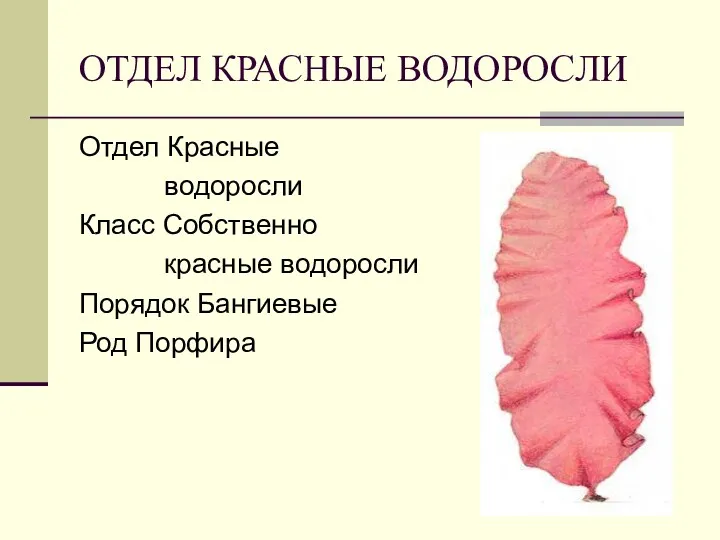 ОТДЕЛ КРАСНЫЕ ВОДОРОСЛИ Отдел Красные водоросли Класс Собственно красные водоросли Порядок Бангиевые Род Порфира