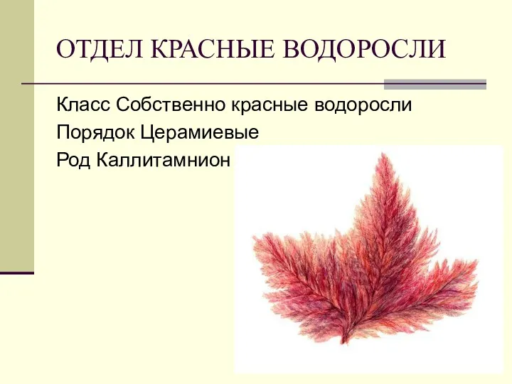 ОТДЕЛ КРАСНЫЕ ВОДОРОСЛИ Класс Собственно красные водоросли Порядок Церамиевые Род Каллитамнион