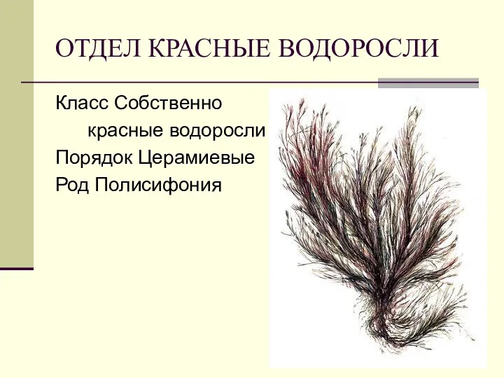 ОТДЕЛ КРАСНЫЕ ВОДОРОСЛИ Класс Собственно красные водоросли Порядок Церамиевые Род Полисифония