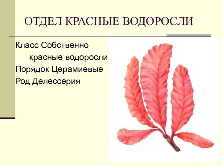 ОТДЕЛ КРАСНЫЕ ВОДОРОСЛИ Класс Собственно красные водоросли Порядок Церамиевые Род Делессерия