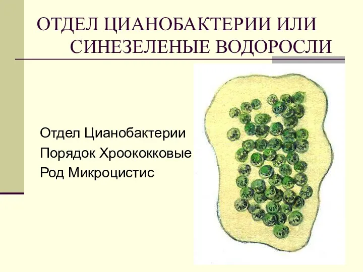 ОТДЕЛ ЦИАНОБАКТЕРИИ ИЛИ СИНЕЗЕЛЕНЫЕ ВОДОРОСЛИ Отдел Цианобактерии Порядок Хроококковые Род Микроцистис