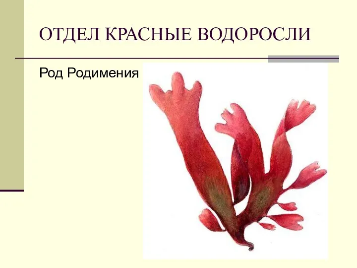 ОТДЕЛ КРАСНЫЕ ВОДОРОСЛИ Род Родимения