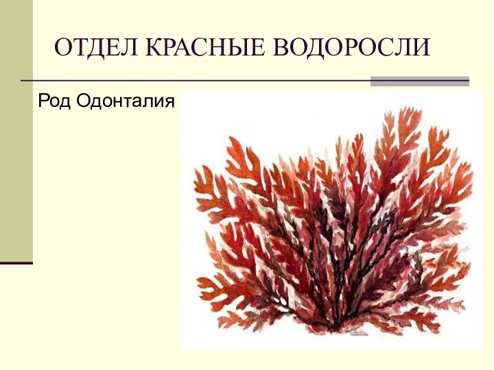 ОТДЕЛ КРАСНЫЕ ВОДОРОСЛИ Род Одонталия