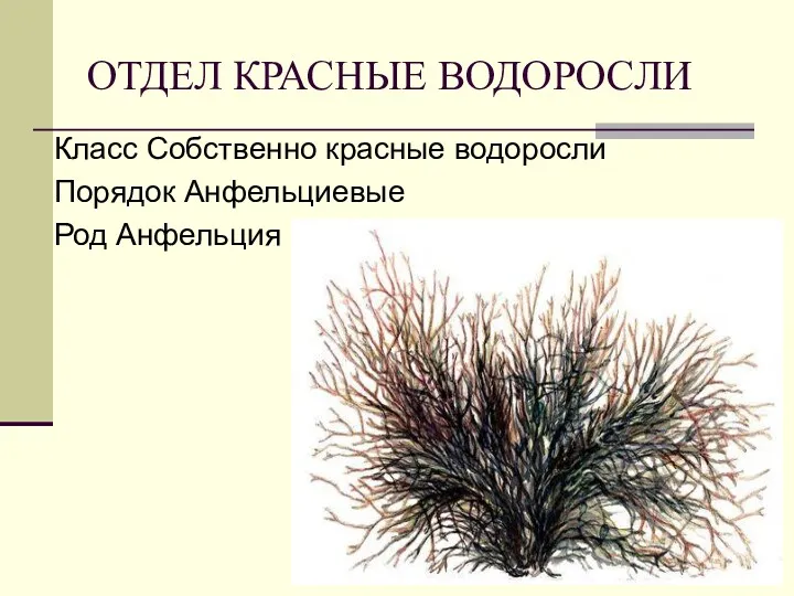 ОТДЕЛ КРАСНЫЕ ВОДОРОСЛИ Класс Собственно красные водоросли Порядок Анфельциевые Род Анфельция