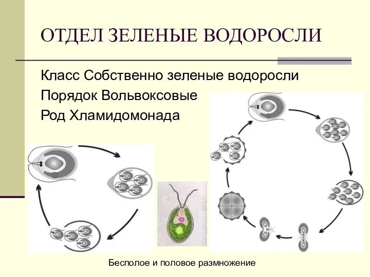 ОТДЕЛ ЗЕЛЕНЫЕ ВОДОРОСЛИ Класс Собственно зеленые водоросли Порядок Вольвоксовые Род Хламидомонада Бесполое и половое размножение